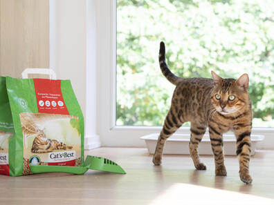 Was macht Holz im Katzenstreu?